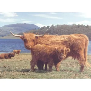 Sale Highlanders – 1000 Piece Jigsaw Puzzle Children's Wooden Puzzles